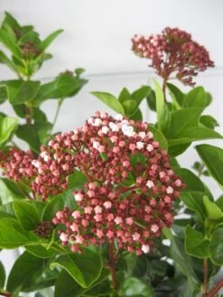 Sneeuwbal (Viburnum Tinus 'Lisa Rose') 7 Sneeuwbal (Viburnum Tinus 'Lisa Rose') -Planten Verkoopwinkel viburnum lisarose c5 28 08 2017 3 1 1
