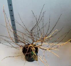 Sneeuwbal (Viburnum Plicatum 'Mariesii') -Planten Verkoopwinkel viburnum plic mariessii 80 10 cm co. 10lv kopie