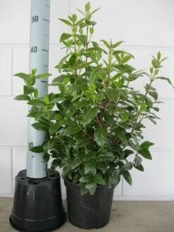 Sneeuwbal (Viburnum Tinus 'Spirit') -Planten Verkoopwinkel viburnum tinus 40 50 c3 april 2 2 1