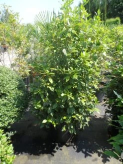 Groenblijvende Sneeuwbal (Viburnum Tinus 'Eve Price') -Planten Verkoopwinkel viburnum tinus eve price 125 150 c50 3