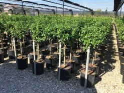 Sneeuwbal Op Stam (Viburnum Tinus 'Eve Price') 23 Sneeuwbal Op Stam (Viburnum Tinus 'Eve Price') -Planten Verkoopwinkel viburnum tinus eve price 50cm stem 1