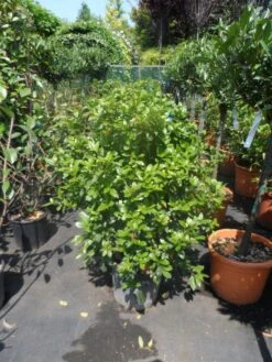 Groenblijvende Sneeuwbal (Viburnum Tinus 'Eve Price') -Planten Verkoopwinkel viburnum tinus eve price 80 100 c20 3