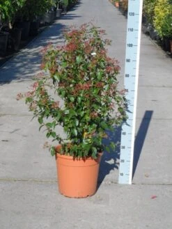 Groenblijvende Sneeuwbal (Viburnum Tinus 'Eve Price') -Planten Verkoopwinkel viburnum tinus eve price 80 100 c20 2