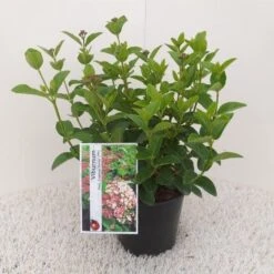 Sneeuwbal (Viburnum Tinus 'Lisa Rose') -Planten Verkoopwinkel viburnum tinus lisarose