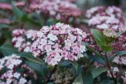 Sneeuwbal (Viburnum Tinus 'Spirit') -Planten Verkoopwinkel viburnum tinus spirit 03