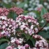 Sneeuwbal (Viburnum Tinus 'Spirit') -Planten Verkoopwinkel viburnum tinus spirit 05