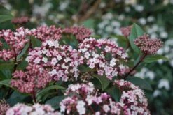 Sneeuwbal (Viburnum Tinus 'Spirit') -Planten Verkoopwinkel viburnum tinus spirit 06