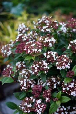 Sneeuwbal (Viburnum Tinus 'Spirit') -Planten Verkoopwinkel viburnum tinus spirit 01