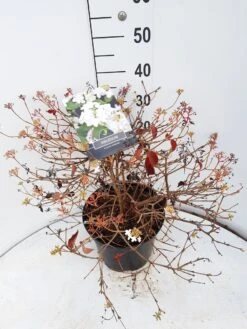 Sneeuwbal (Viburnum Plicatum 'Watanabe') -Planten Verkoopwinkel viburnum watanabe c10 v02 1