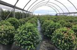 Sneeuwbal Als Bolvorm (Viburnum Tinus 'Eve Price') 8 Sneeuwbal Als Bolvorm (Viburnum Tinus 'Eve Price') -Planten Verkoopwinkel viburnumtinuseveprice 2