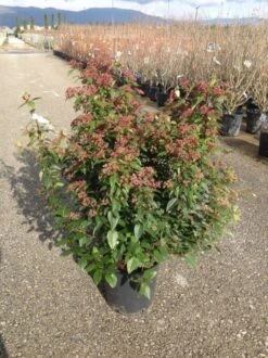 Sneeuwbal Als Bolvorm (Viburnum Tinus 'Spirit') -Planten Verkoopwinkel viburnumtinusspiritbol01