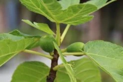 Vijg Als Solitair (Ficus Carica) -Planten Verkoopwinkel vijg 1 1