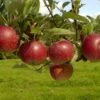 Lei-Appel (Malus Domestica 'Ingrid Marie') -Planten Verkoopwinkel vima04441 1 2