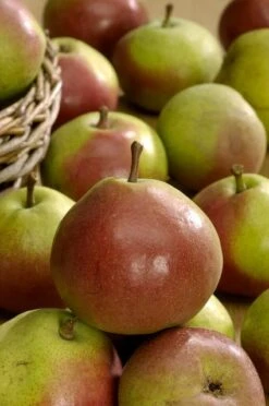 Perenboom (Pyrus Communis 'Zoete Brederode') -Planten Verkoopwinkel vima04594 1