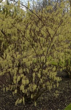 Staartaar (Stachyurus Praecox) -Planten Verkoopwinkel vima04862 1 1