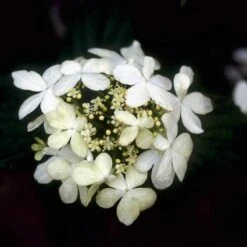 Sneeuwbal (Viburnum Plicatum 'Watanabe') -Planten Verkoopwinkel vipwatan 8