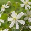 Bosrank (Clematis 'Paul Farges') -Planten Verkoopwinkel visi104254 1