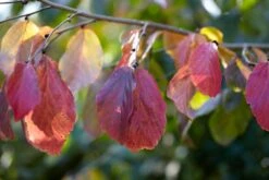 Grote Parrotia (Parrotia Persica) -Planten Verkoopwinkel visi105613 1