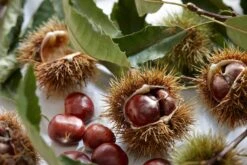 Tamme Kastanje Als Halfstam (Castanea Sativa) -Planten Verkoopwinkel visi121584 1