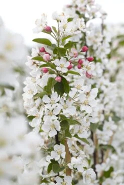 Grote Sierappel (Malus 'Evereste')