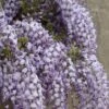 Blauweregen (Wisteria Floribunda 'Domino') -Planten Verkoopwinkel visi127325