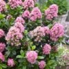 Escallonia (Escallonia 'Pink Elle') -Planten Verkoopwinkel visi150245