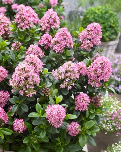 Escallonia (Escallonia 'Pink Elle') 1 Escallonia (Escallonia 'Pink Elle')