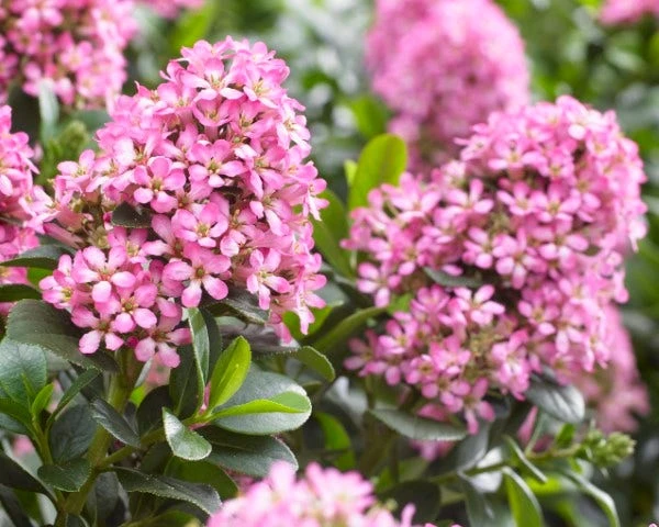 Escallonia (Escallonia 'Pink Elle') 2 Escallonia (Escallonia 'Pink Elle') - Afbeelding 2