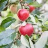 Lei-Appel Malus Domestica 'Katja' -Planten Verkoopwinkel visi153078 1 1