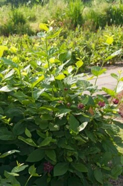 Specerijstruik (Calycanthus 'Aphrodite') -Planten Verkoopwinkel visi164393 1