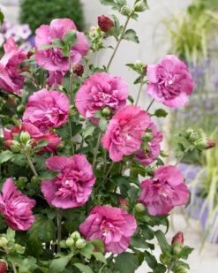 Altheastruik (Hibiscus Syriacus 'Magenta Chiffon') -Planten Verkoopwinkel visi166899