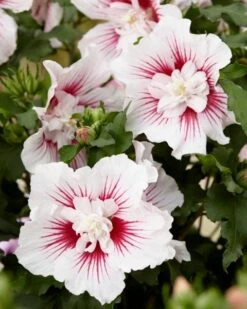 Altheastruik (Hibiscus Syriacus 'Starburst Chiffon') -Planten Verkoopwinkel visi167006