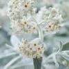 Vlinderstruik (Buddleja 'Silver Anniversary') -Planten Verkoopwinkel visi185927 1