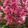 Lagerstroemia Als Halfstam (Lagerstroemia Indica 'Berry Dazzle') -Planten Verkoopwinkel visi186296 1