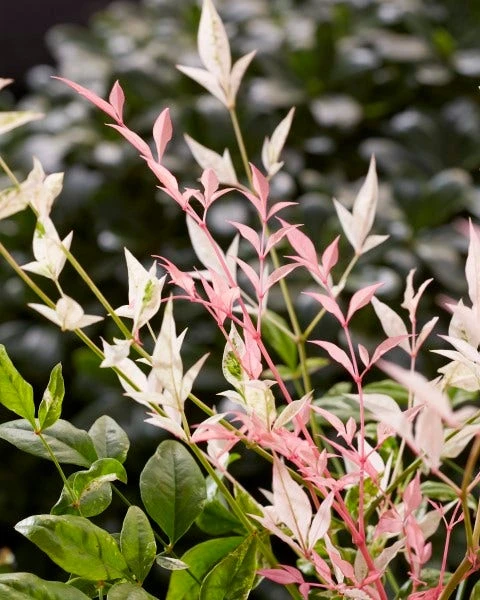 Hemelse Bamboe (Nandina Domestica 'Twilight') 2 Hemelse Bamboe (Nandina Domestica 'Twilight') - Afbeelding 2