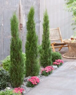 Italiaanse Cypres (Cupressus Sempervirens 'Stricta') -Planten Verkoopwinkel visi198162 1