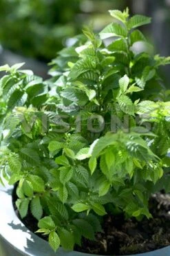 Dwergiep (Ulmus Minor 'Jacqueline Hillier')