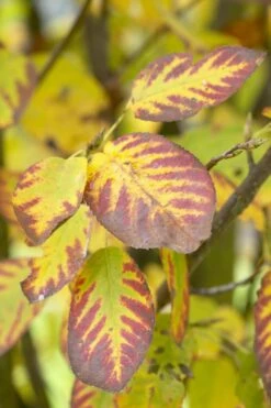 Dwerg Krentenboompje (Amelanchier Spicata) -Planten Verkoopwinkel visi48397