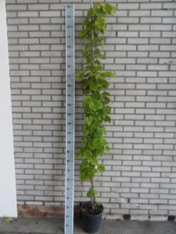 Sierdruif (Vitis Coignetiae) -Planten Verkoopwinkel vitis coignetiae 175 200 c10