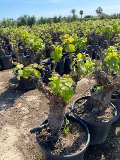 Druif, Op Stam (Vitis Vinifera) -Planten Verkoopwinkel vitis vinifera 25l