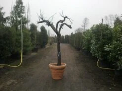 Druif, Op Stam (Vitis Vinifera) -Planten Verkoopwinkel vitis vinifera 30 40 c200 solitair extra