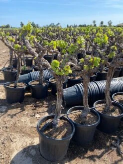 Druif, Op Stam (Vitis Vinifera) -Planten Verkoopwinkel vitis vinifera 45l