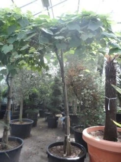 Druif Als Dakboom (Vitis Vinifera) -Planten Verkoopwinkel vitis vinifera dakvorm op hoogstam