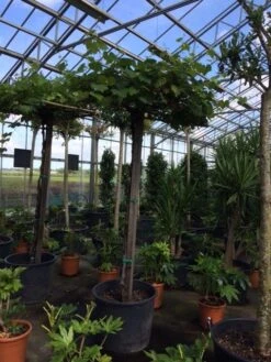 Druif Als Dakboom (Vitis Vinifera) -Planten Verkoopwinkel vitis vinifera dakvorm stam 220cm