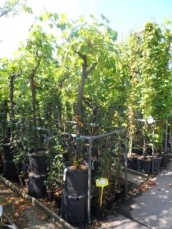 Druif, Op Stam (Vitis Vinifera) -Planten Verkoopwinkel vitis vinifera halfstam 12 14 16