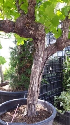 Druif, Op Stam (Vitis Vinifera) -Planten Verkoopwinkel vitisopstam03