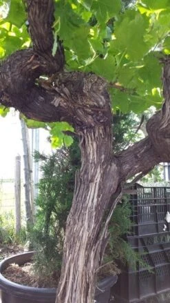 Druif, Op Stam (Vitis Vinifera) -Planten Verkoopwinkel vitisopstam04