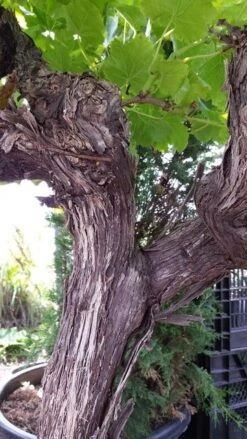 Druif, Op Stam (Vitis Vinifera) -Planten Verkoopwinkel vitisopstam05