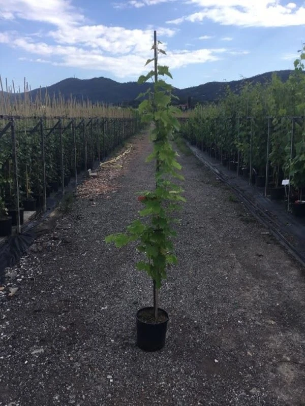 Witte Druif (Vitis Vinifera) 1 Witte Druif (Vitis Vinifera)