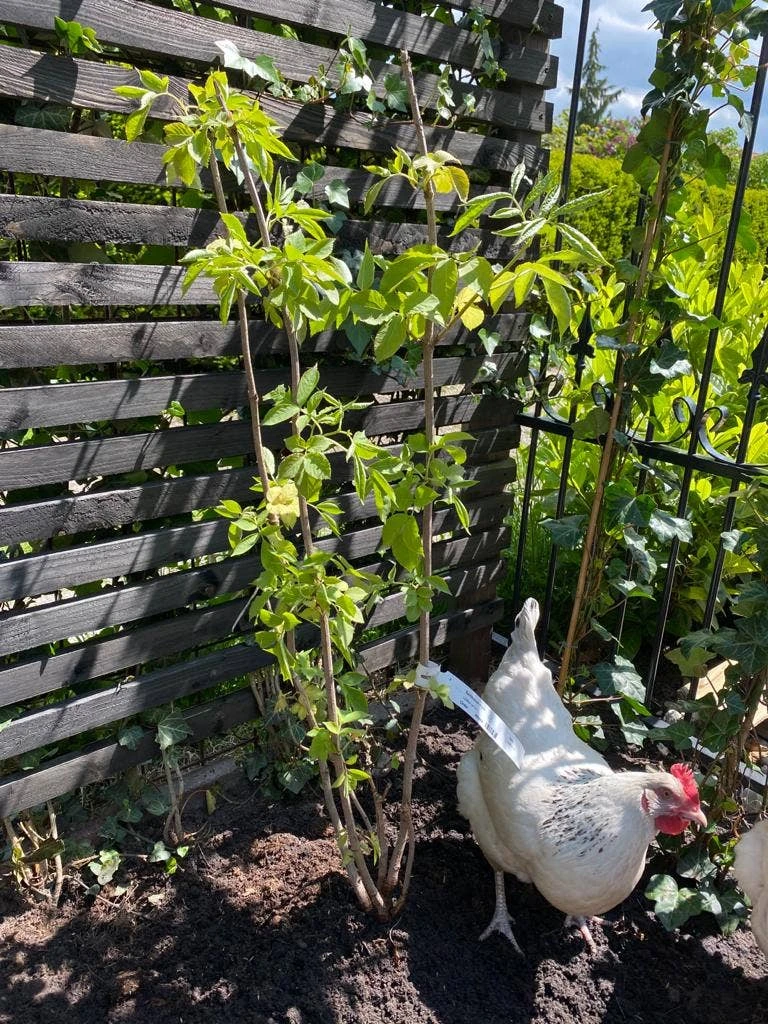 Vlier (Sambucus Nigra) 3 Vlier (Sambucus Nigra) - Afbeelding 3